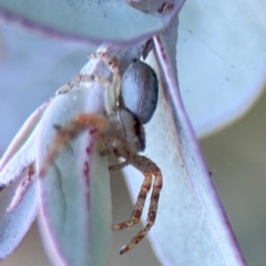 Australomisidia sp. (genus) at Russell, ACT - 5 Sep 2024