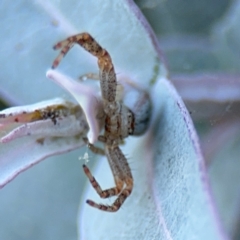 Australomisidia sp. (genus) at Russell, ACT - 5 Sep 2024