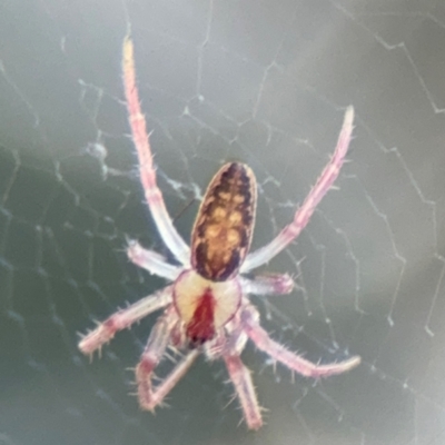 Araneus nigropunctatus at Russell, ACT - 5 Sep 2024 by Hejor1