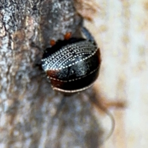 Ellipsidion australe at Russell, ACT - 5 Sep 2024