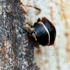 Ellipsidion australe at Russell, ACT - 5 Sep 2024