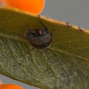 Ellipsidion australe at Russell, ACT - 5 Sep 2024