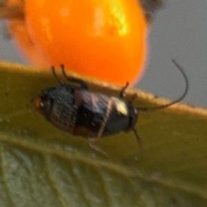 Ellipsidion australe at Russell, ACT - 5 Sep 2024