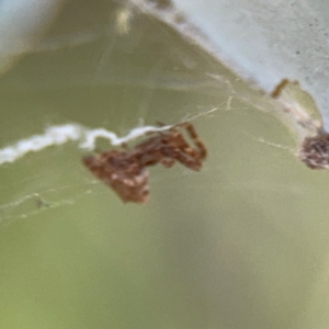 Philoponella congregabilis at Barton, ACT - 5 Sep 2024 04:44 PM