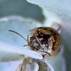 Paropsisterna m-fuscum at Russell, ACT - 5 Sep 2024