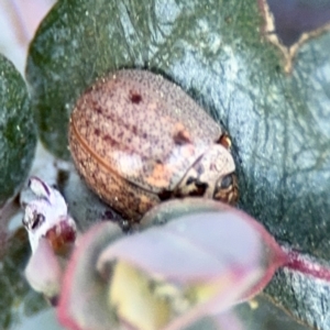 Paropsisterna m-fuscum at Russell, ACT - 5 Sep 2024