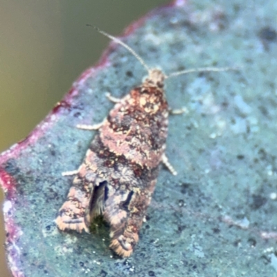 Isochorista ranulana (A Tortricid moth) at Russell, ACT - 5 Sep 2024 by Hejor1