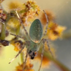 Araneus talipedatus (Slender green orb-weaver) at Parkes, ACT - 5 Sep 2024 by Hejor1