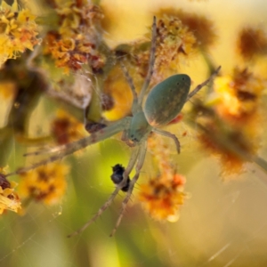 Araneus talipedatus at Parkes, ACT - 5 Sep 2024