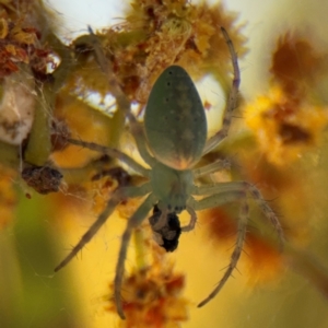 Araneus talipedatus at Parkes, ACT - 5 Sep 2024