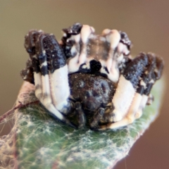 Celaenia excavata (Bird-dropping spider) at Russell, ACT - 4 Sep 2024 by Hejor1