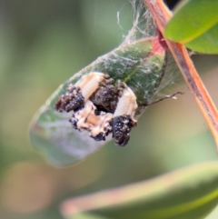 Celaenia excavata at Russell, ACT - 4 Sep 2024 02:46 PM