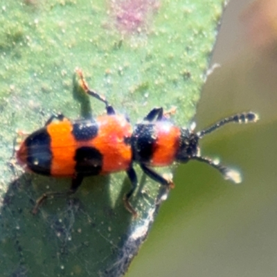 Thallis compta (Fungus beetle) at Russell, ACT - 4 Sep 2024 by Hejor1