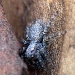 Servaea sp. (genus) (Unidentified Servaea jumping spider) at Russell, ACT - 4 Sep 2024 by Hejor1