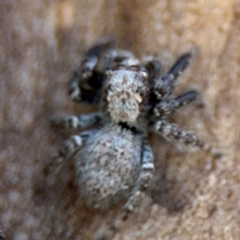 Servaea sp. (genus) at Russell, ACT - 4 Sep 2024 02:35 PM