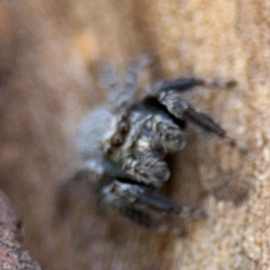 Servaea sp. (genus) at Russell, ACT - 4 Sep 2024 02:35 PM