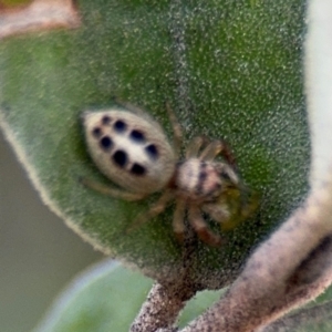 Opisthoncus sexmaculatus at Russell, ACT - 4 Sep 2024 02:43 PM