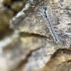 Anestia (genus) at Russell, ACT - 4 Sep 2024 02:31 PM