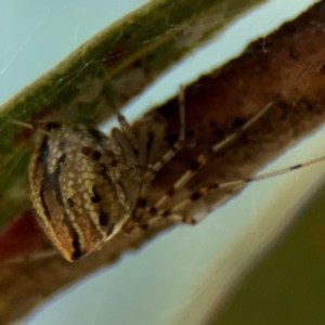 Theridion pyramidale at Russell, ACT - 4 Sep 2024