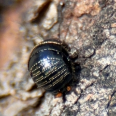 Ellipsidion sp. (genus) (A diurnal cockroach) at Russell, ACT - 4 Sep 2024 by Hejor1