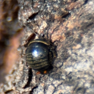 Ellipsidion sp. (genus) at Russell, ACT - 4 Sep 2024