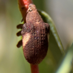 Gonipterus pulverulentus at Russell, ACT - 4 Sep 2024