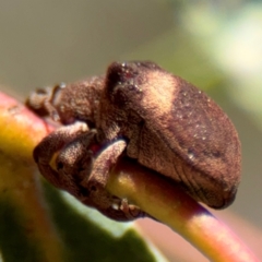 Gonipterus pulverulentus at Russell, ACT - 4 Sep 2024