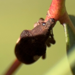 Gonipterus pulverulentus at Russell, ACT - 4 Sep 2024