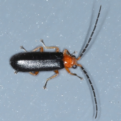 Lamprolina (genus) at Rosedale, NSW - 2 Sep 2024 by jb2602