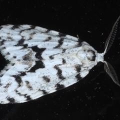 Thallarcha macilenta (Lithosiini) at Rosedale, NSW - 1 Sep 2024 by jb2602