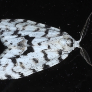 Thallarcha macilenta at Rosedale, NSW - 1 Sep 2024 11:53 PM