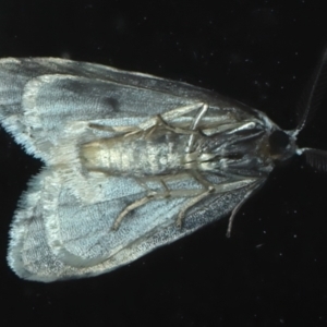Thallarcha macilenta at Rosedale, NSW - 1 Sep 2024 11:53 PM