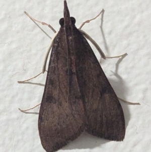 Uresiphita ornithopteralis at Kambah, ACT - 1 Sep 2024