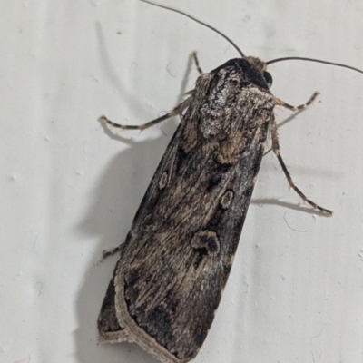 Agrotis infusa (Bogong Moth, Common Cutworm) at Kambah, ACT - 1 Sep 2024 by HelenCross