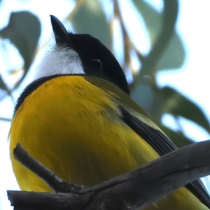 Pachycephala pectoralis at Hackett, ACT - 4 Sep 2024