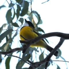 Pachycephala pectoralis at Hackett, ACT - 4 Sep 2024