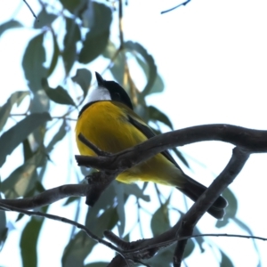 Pachycephala pectoralis at Hackett, ACT - 4 Sep 2024