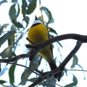 Pachycephala pectoralis at Hackett, ACT - 4 Sep 2024