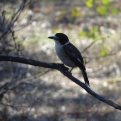 Cracticus torquatus (Grey Butcherbird) at O'Malley, ACT - 5 Sep 2024 by Mike