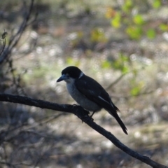 Cracticus torquatus at O'Malley, ACT - 5 Sep 2024