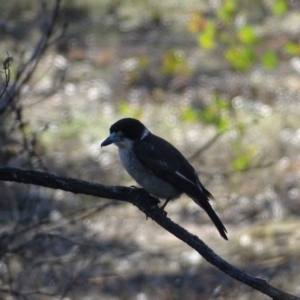 Cracticus torquatus at O'Malley, ACT - 5 Sep 2024