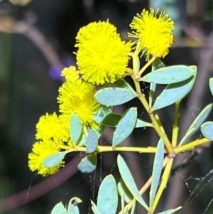 Acacia buxifolia subsp. buxifolia at Acton, ACT - 4 Sep 2024