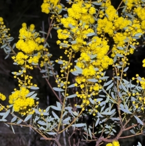 Acacia buxifolia subsp. buxifolia at Acton, ACT - 4 Sep 2024