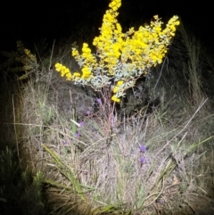 Acacia buxifolia subsp. buxifolia at Acton, ACT - 4 Sep 2024