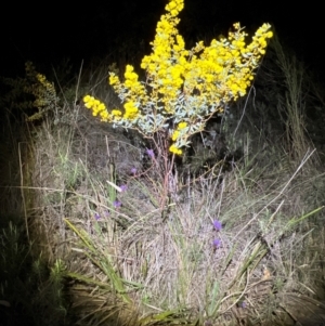 Acacia buxifolia subsp. buxifolia at Acton, ACT - 4 Sep 2024