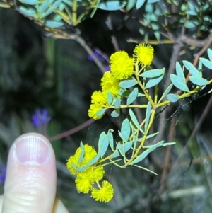 Acacia buxifolia subsp. buxifolia at Acton, ACT - 4 Sep 2024