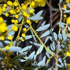 Acacia buxifolia subsp. buxifolia at Acton, ACT - 4 Sep 2024