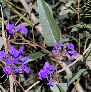 Hardenbergia violacea at Acton, ACT - 4 Sep 2024 07:48 PM