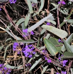 Hardenbergia violacea at Acton, ACT - 4 Sep 2024 07:48 PM