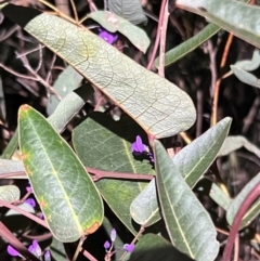 Hardenbergia violacea at Acton, ACT - 4 Sep 2024 07:48 PM